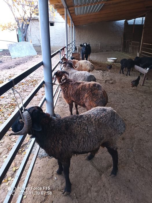 Boqilgan qōchqorlar sotiladi.