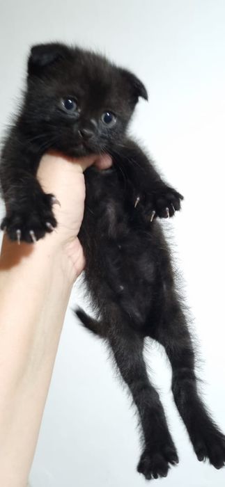 Отдам котёнка, Почти бесплатно