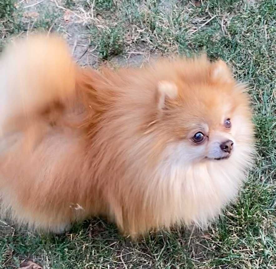 pomeranian deosebit cu pedigree