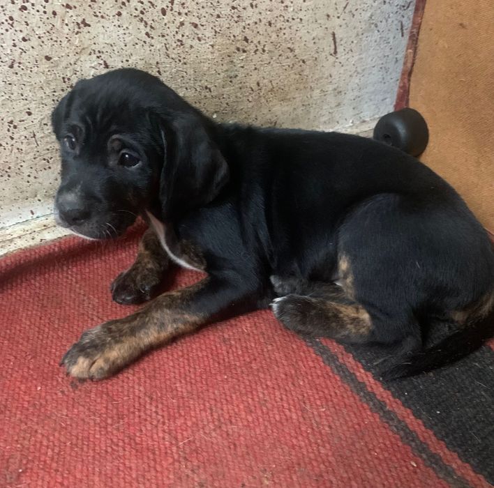 Предлагам за осиновяване