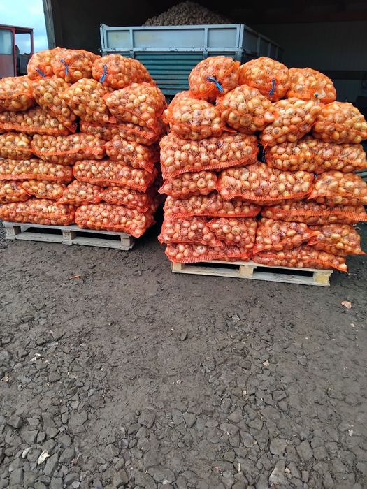 Ceapă plată  și cartofi