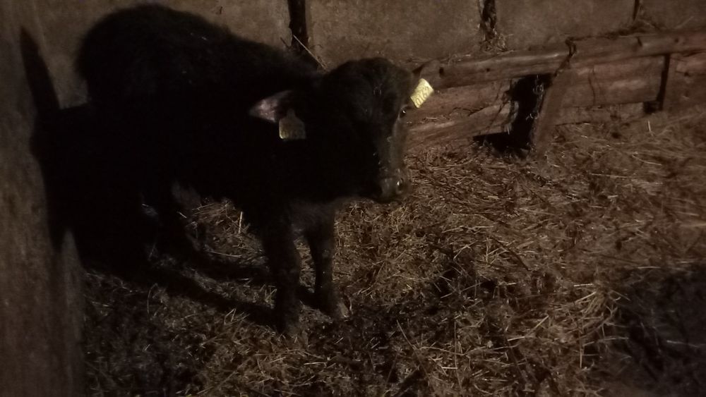 Se vinde un vițel de bivol de 3 luni și o vitea de vaca de 10 luni