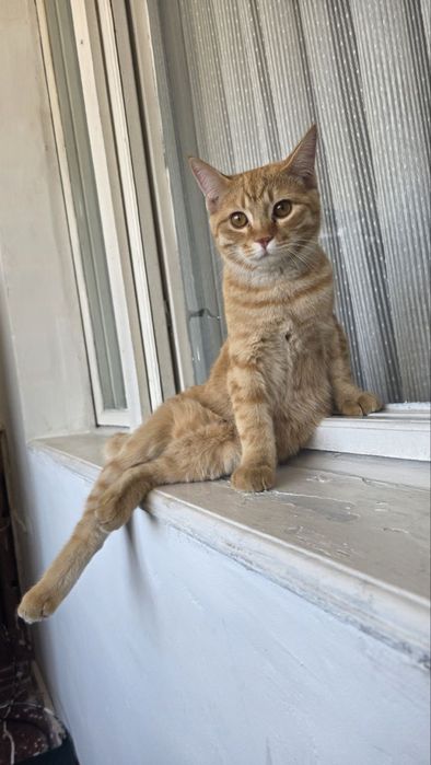 Отдам кошку в добрые руки!