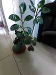 Planta de apartament