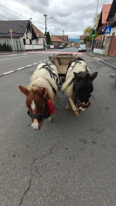 Vând poneiță talie mică