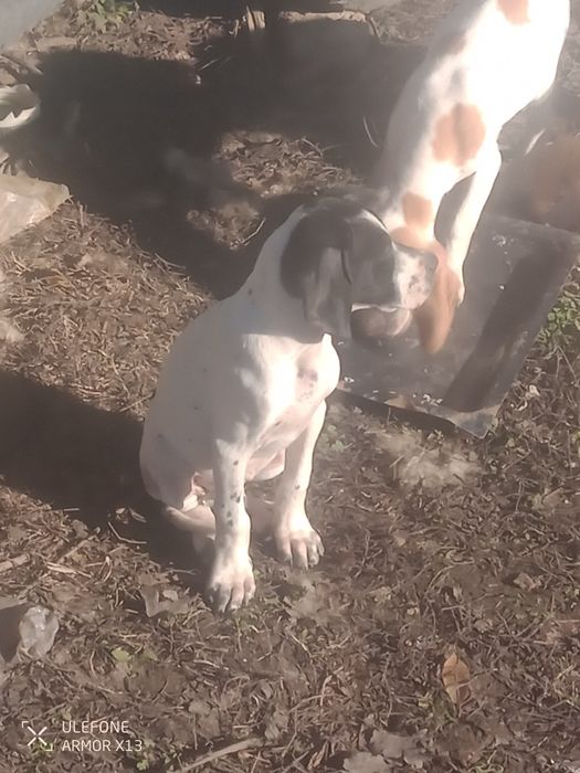 Кучета пойтер ..