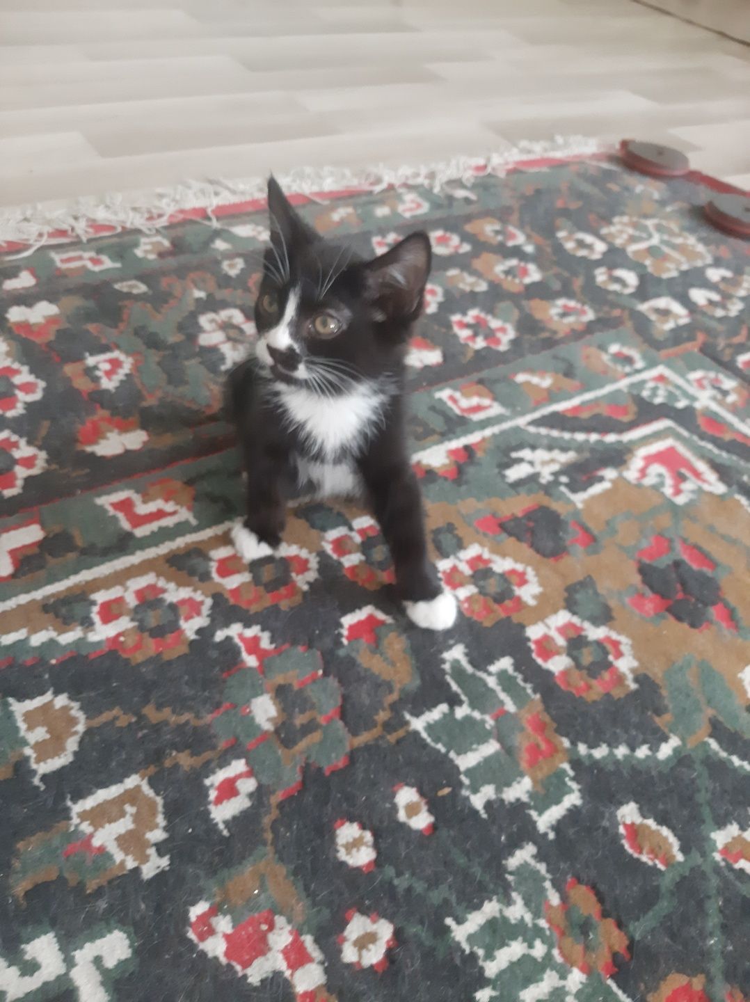 Котята. Домашние, игривые, ласковые.