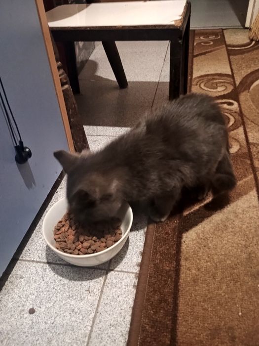 Малко котенце търси дом