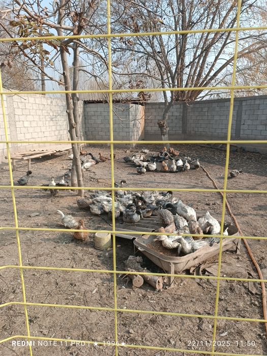 Favorit oʻrdaklar sotiladi