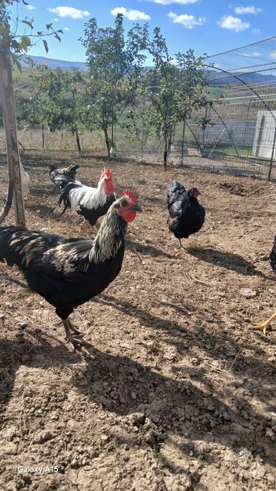 Vand gaini si cocosi de rasa