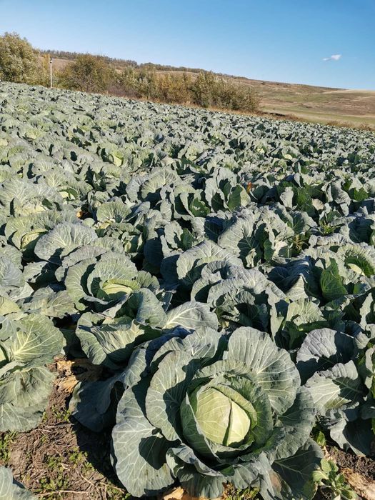 Vand varza de toamna