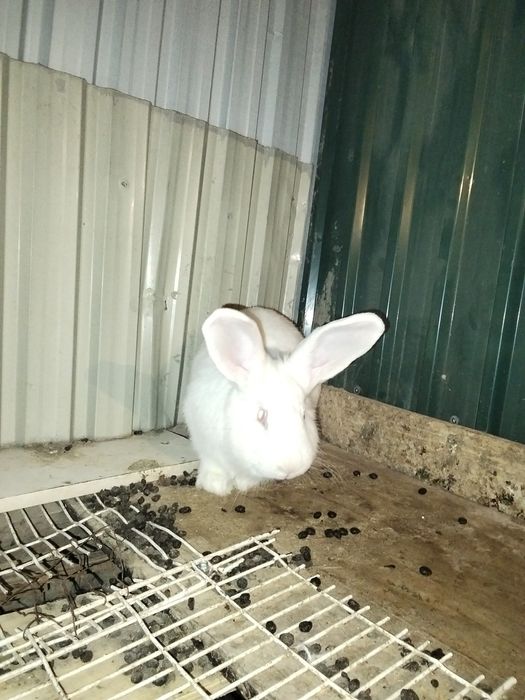 Кролики кролики кролики