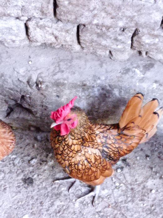 Продажа петух золотой сибрайт