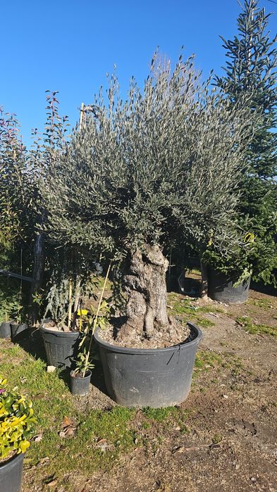 Leleandy tuia smarald laur englezesc magnolia grande flora