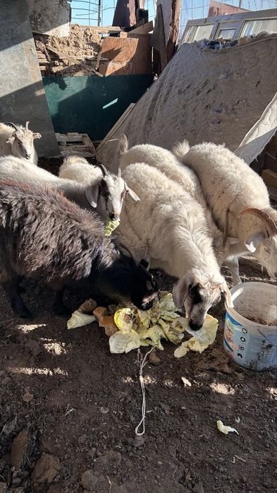 Продам коз срочно