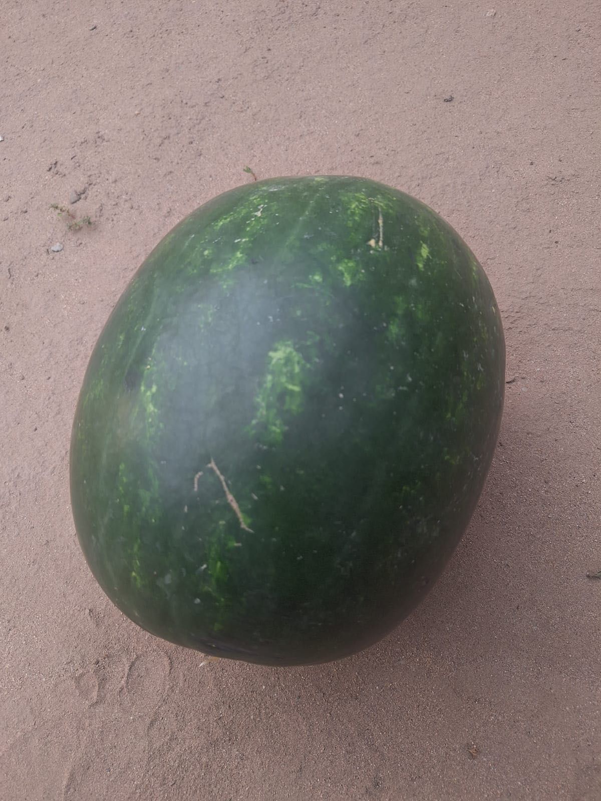 Lubenite en-gross, pepene verde