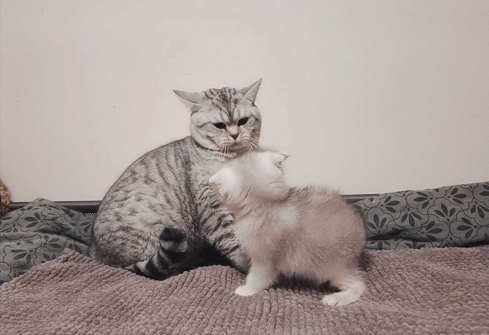 Чистокръвен шотландски клепоух, мъжко