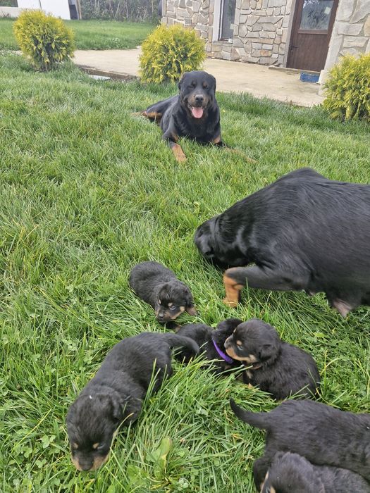 Бебета ротвайлерчета