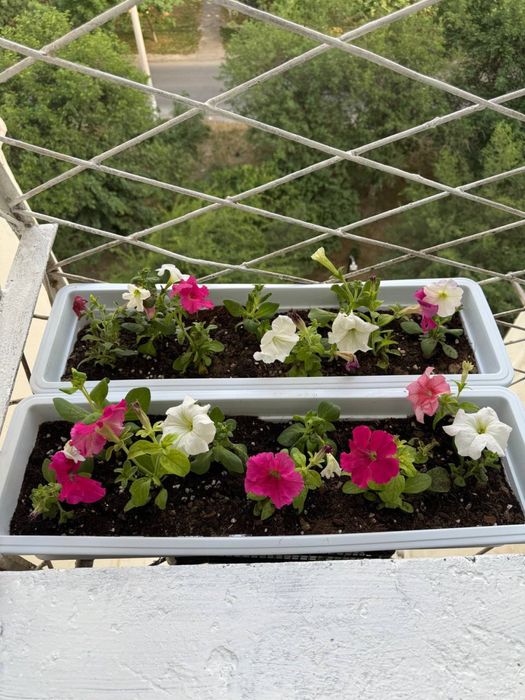 Корасув 6, 19А 3 хона 4 хона килинган Сотилади