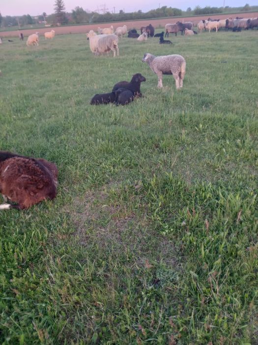 Vând 15 mieluțe negre și brumării