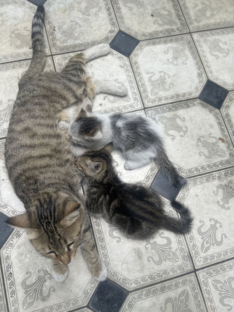 Дошмашная котенок 5 шт беплатно