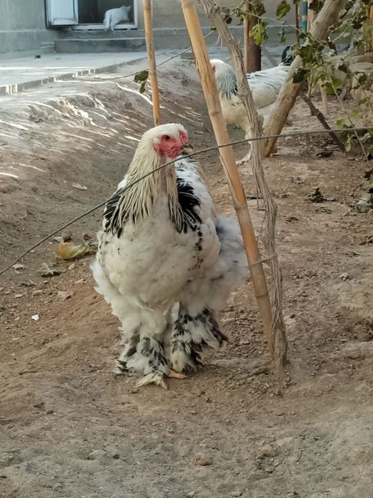 Брамма гигант хурозлари