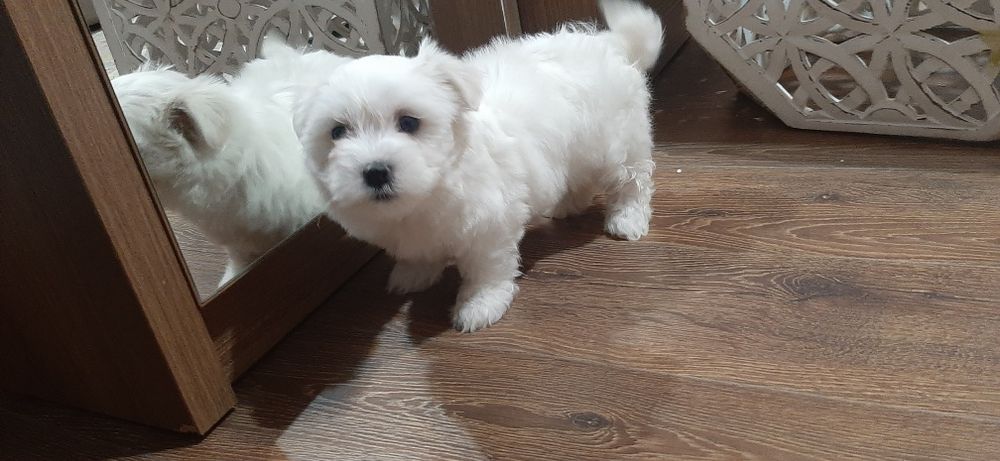 Vand pui bichon maltez