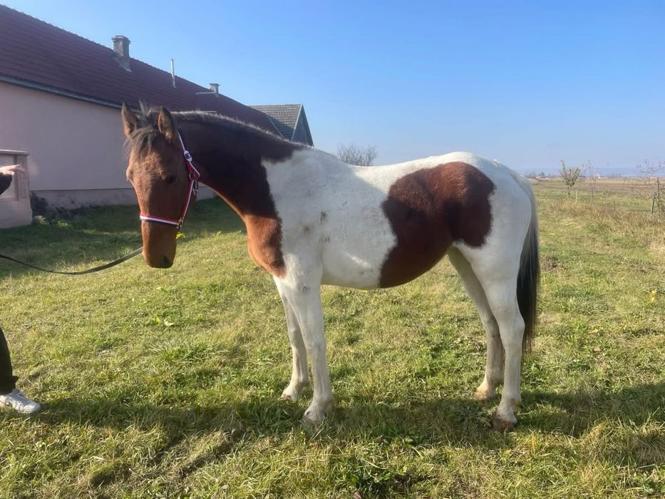 iapa pinto cauta o casa noua