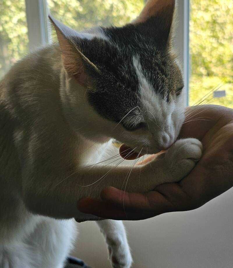 Котак на 1 година