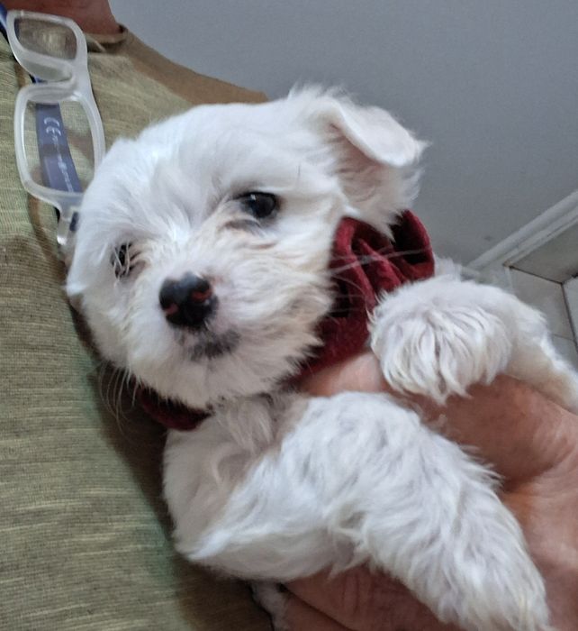 Vind cătel bichon rasa mică