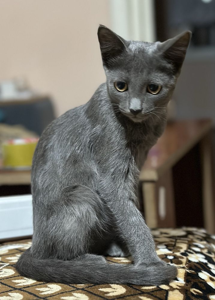 Отдаются котята в добрые руки