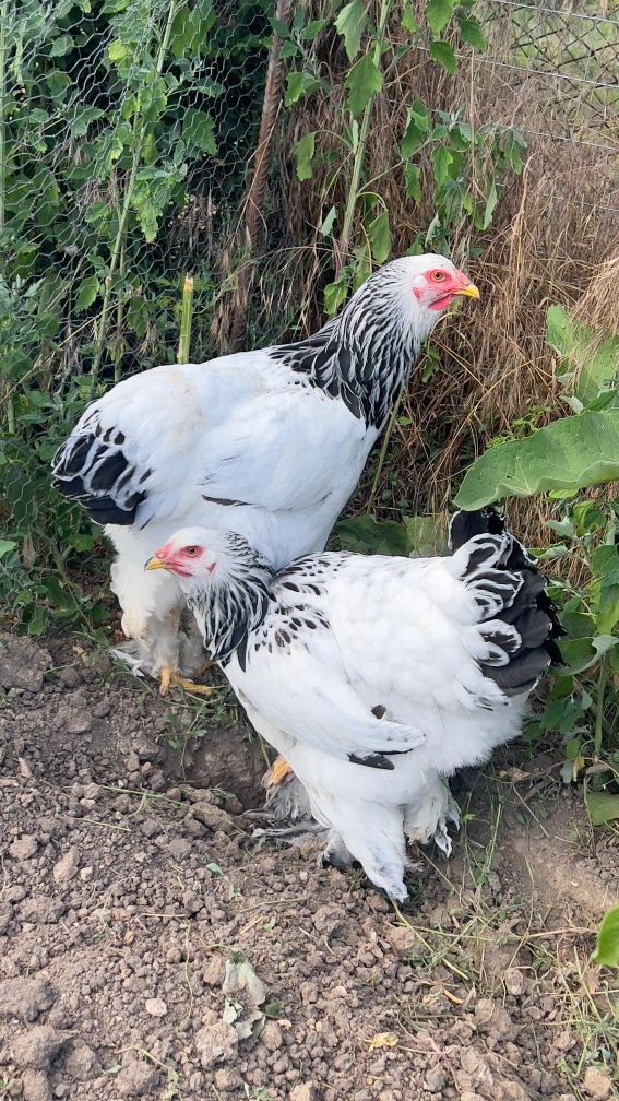 Brahma, FAMILI !