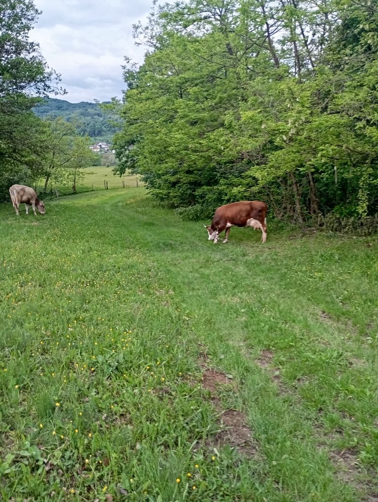 Vând vacă cu vițel de o luna sau juninca cu vitel sau vacă gestantă