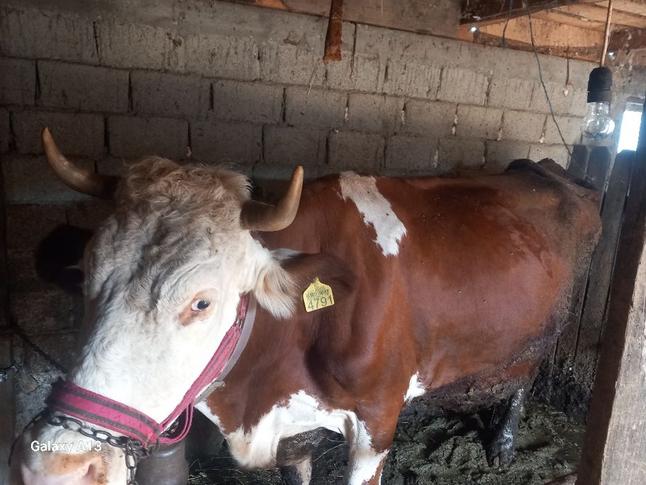 Vaca cu vitea Baltata Romaneasca.