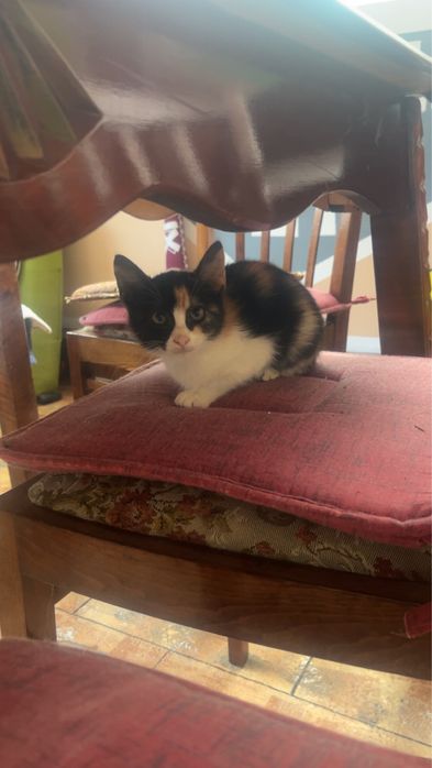 Donez pisica in 3 culori