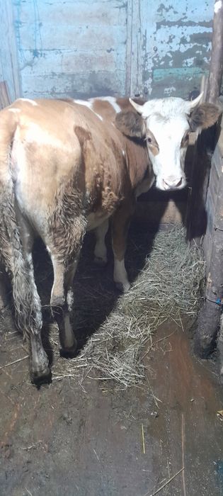 Vand 2 Junci de 11 luni