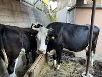 Vaca baltata romaneasca neagra