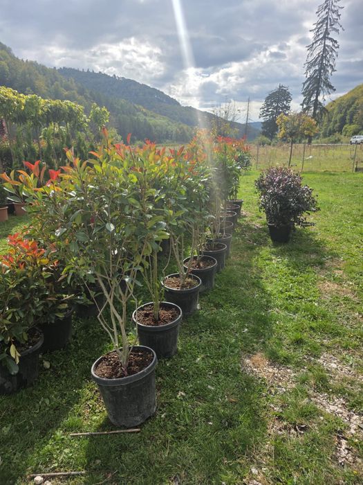 Plante ornamentale mestecan si tei