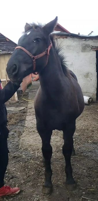 Vand mănza de 7 luni