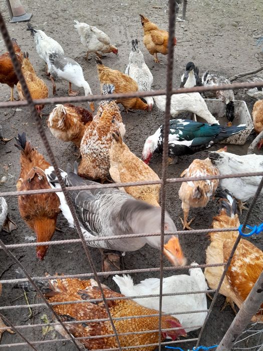 Păsări de curte de vinzare