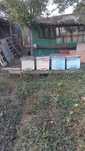 Vand 4 stupi pe 10 rame