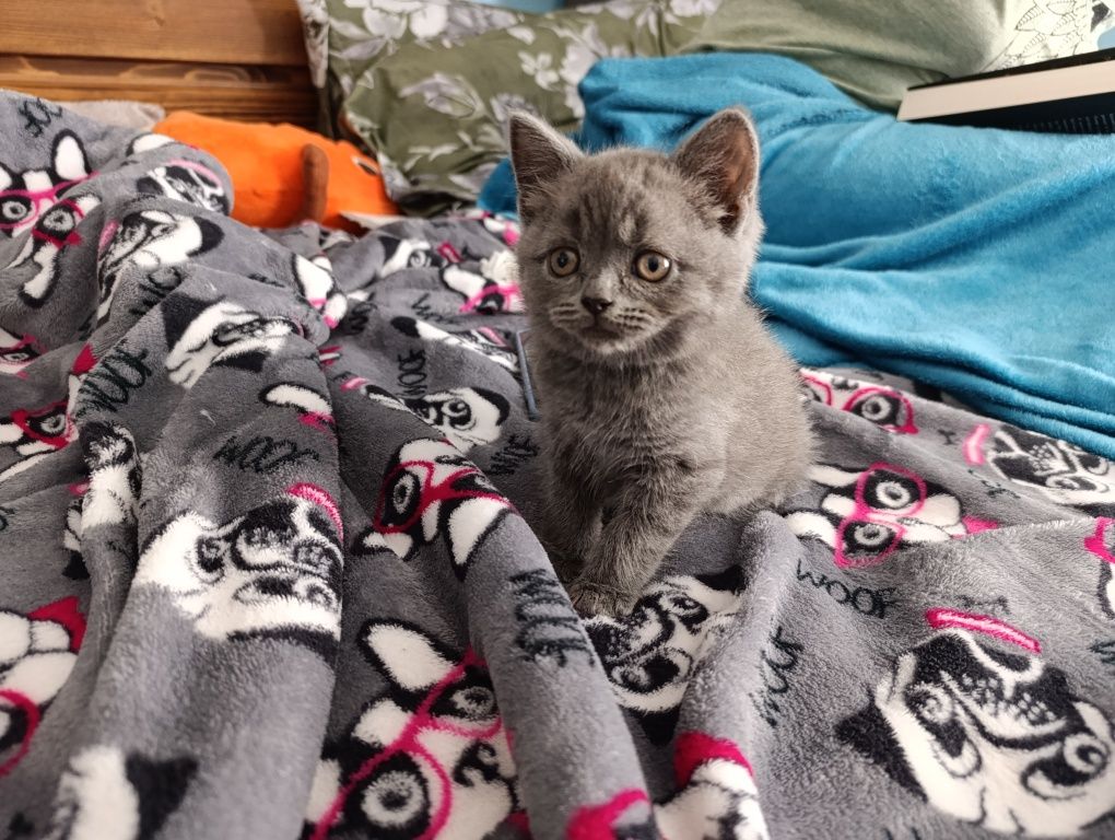 British shorthair
