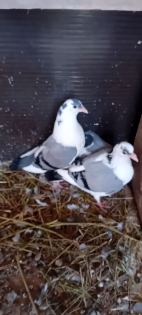 Porumbei jucători gălățeni / schimb și cu alte rase