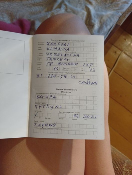 Продам срочно собаку американский питдбуль девочка