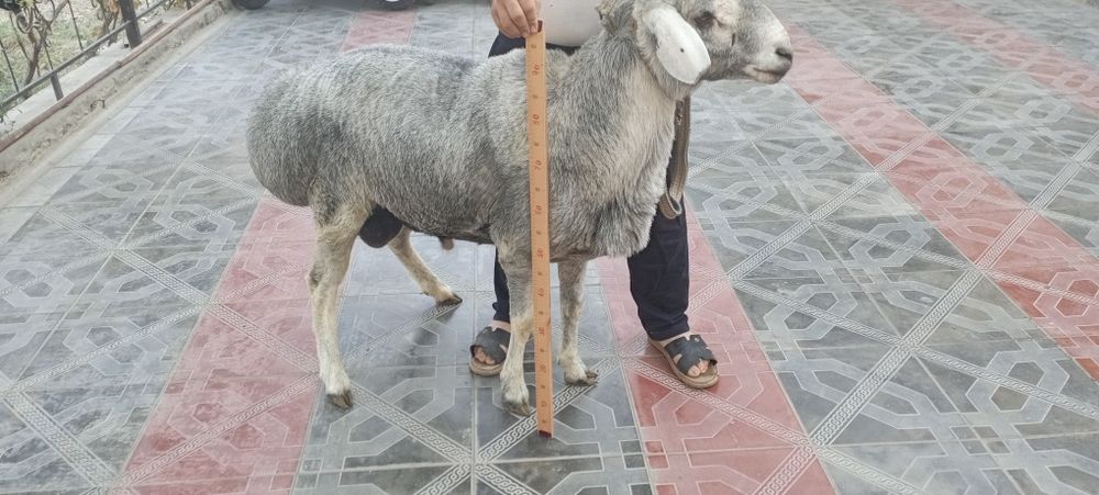 Киргиз катта кучкорлар уругликка