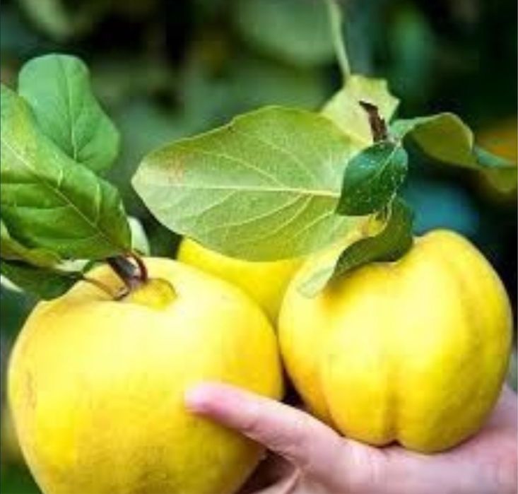 Gutui marii aurii