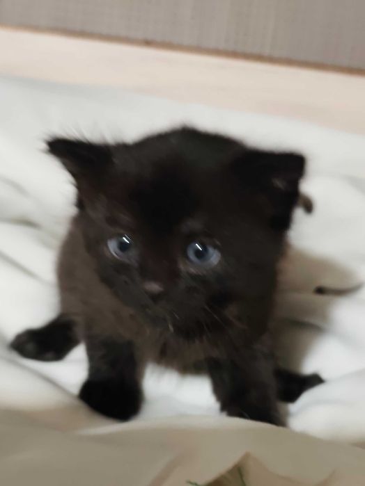 Котенок девочка, возраст 1,5 месяца ищет дом