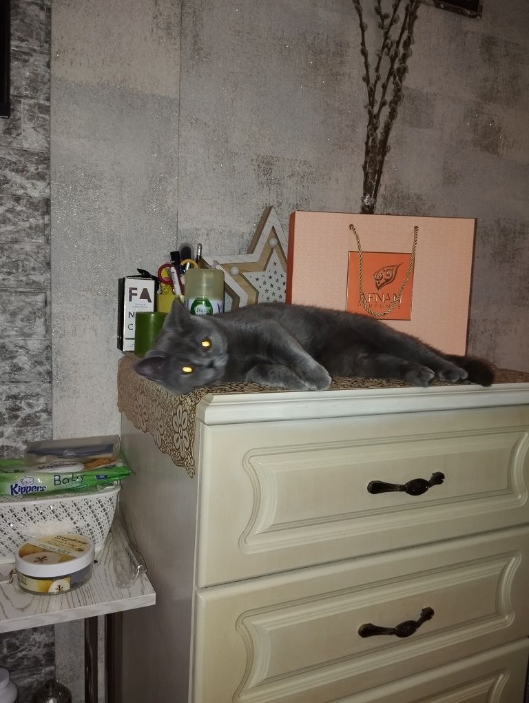 Продается котёнок девочка страйт