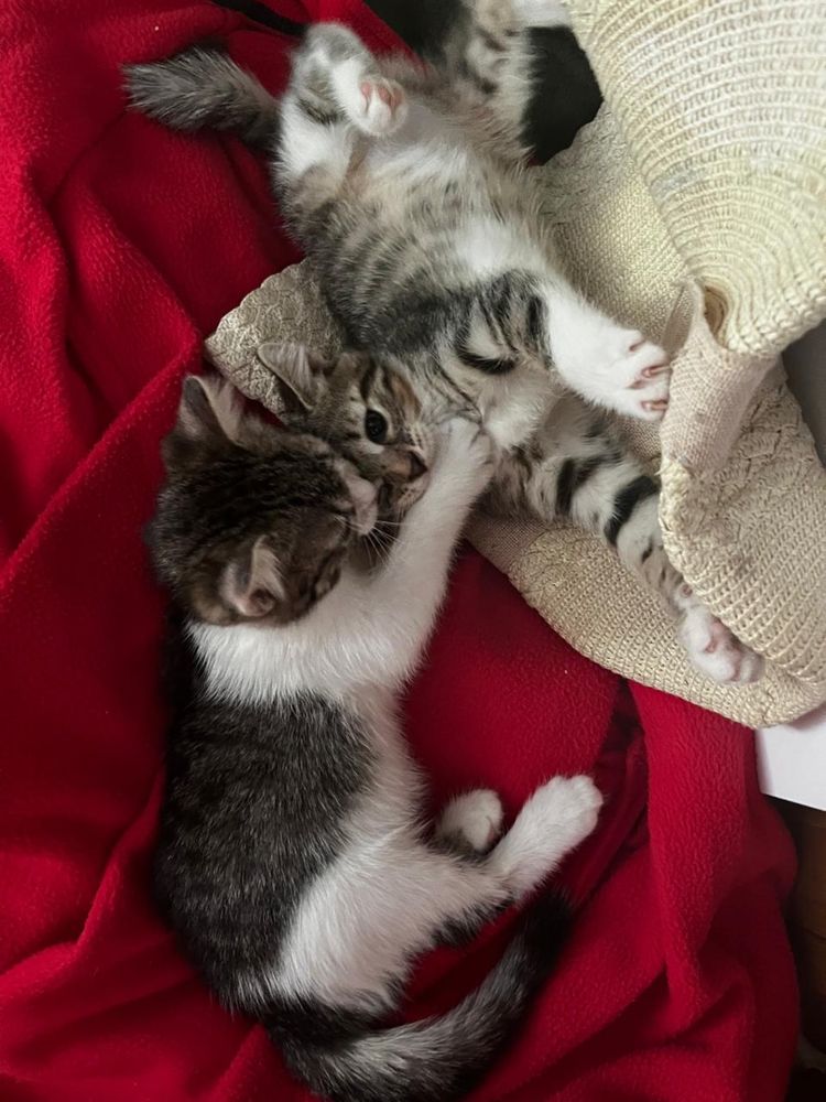 Отдам котят в добрые руки