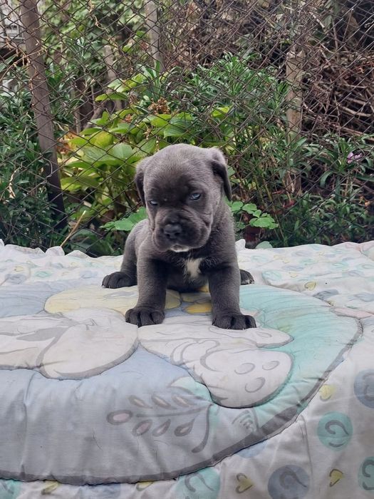 Кане корсо свободни бебета